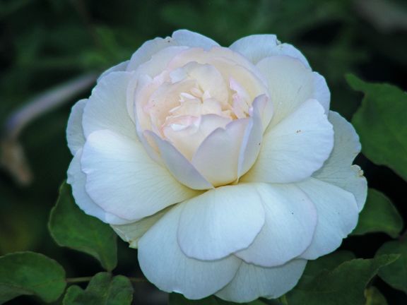 Duchesse de Brabant photo ddb2013_09010024_zps8e4463fd.jpg